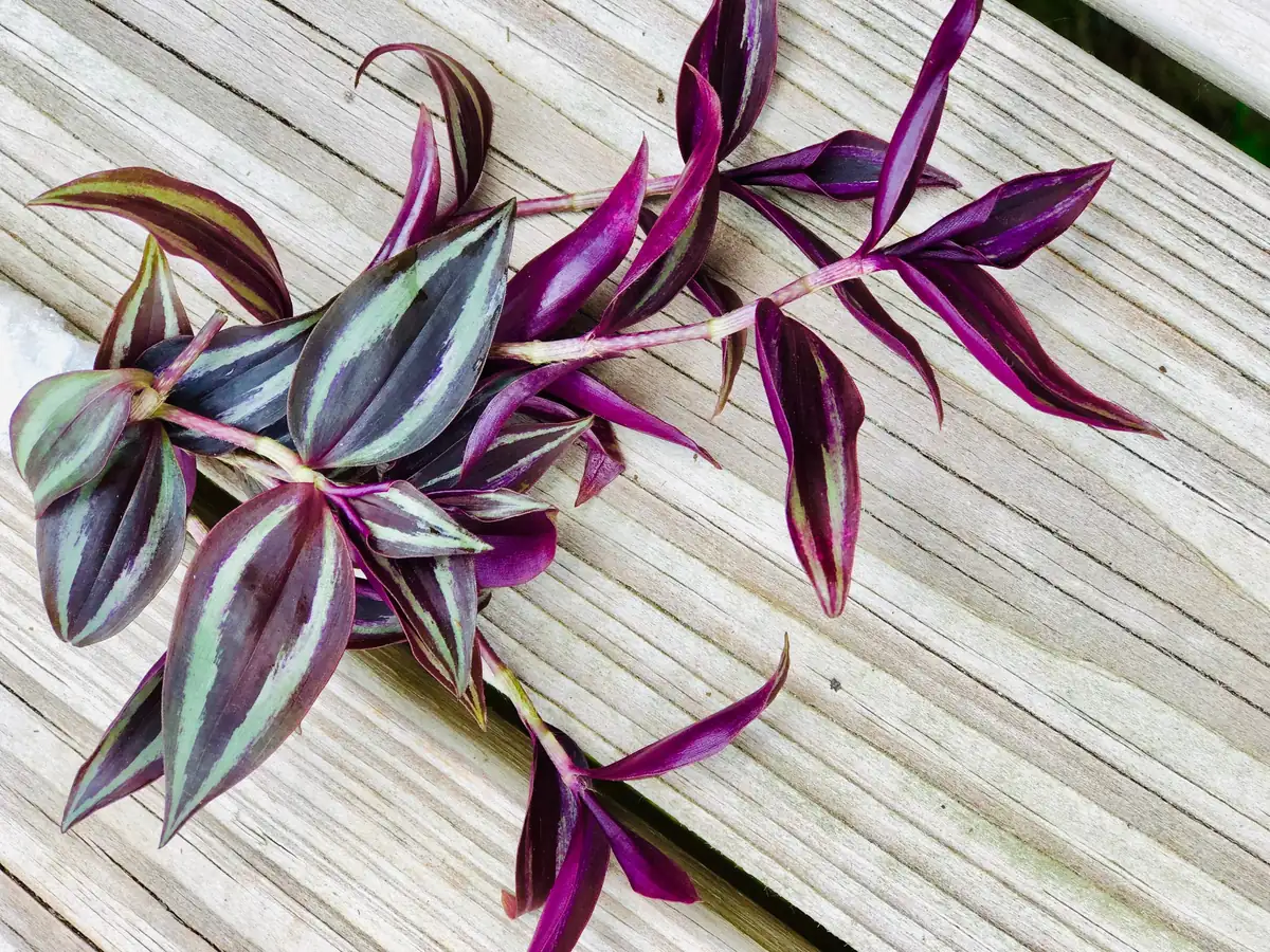 Wandering Jew Cuttings - Purple Pink Variegated Foliage - Easy Care Houseplant - 2 inch - Image 3