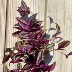 Wandering Jew Cuttings - Purple Pink Variegated Foliage - Easy Care Houseplant - 2 inch - Image 4