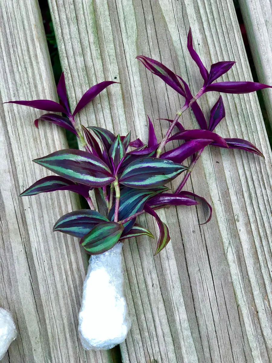 Wandering Jew Cuttings - Purple Pink Variegated Foliage - Easy Care Houseplant - 2 inch - Image 1