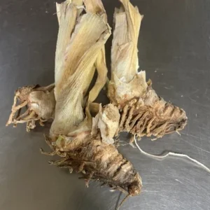 War Chief Reblooming Bearded Iris - Ruby Red Bareroot Plant - 28-36