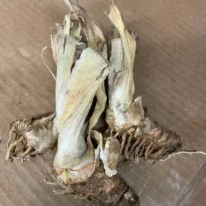 War Chief Reblooming Bearded Iris - Ruby Red Bareroot Plant - 28-36