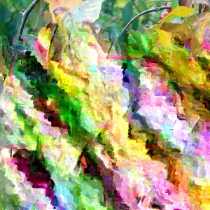 Washington Hawthorn Tree Live Plant - 18-24