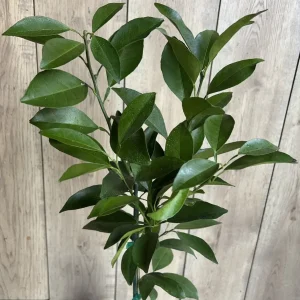 Washington Navel Orange Tree Live Plant - 1/2 Gallon Pot, Grafted - Image 2