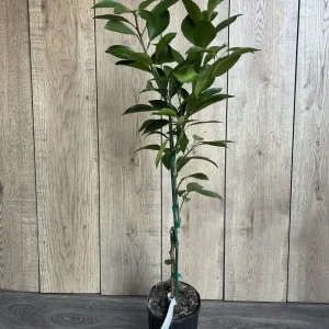 Washington Navel Orange Tree Live Plant - 1/2 Gallon Pot, Grafted - Image 3