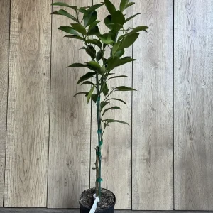 Washington Navel Orange Tree Live Plant - 1/2 Gallon Pot, Grafted - Image 4