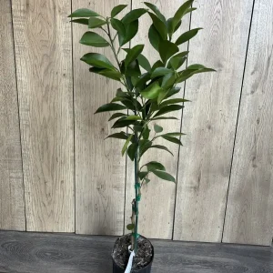 Washington Navel Orange Tree Live Plant - 1/2 Gallon Pot, Grafted - Image 5