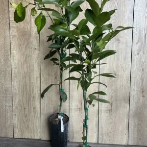 Washington Navel Orange Tree Live Plant - 1/2 Gallon Pot, Grafted - Image 7