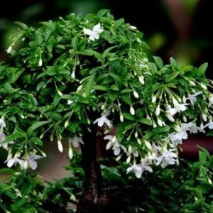 Water Jasmine Live Plant - Mai Chieu Thuy - 3 Gallon Pot, 1-2 Feet Tall - Image 2