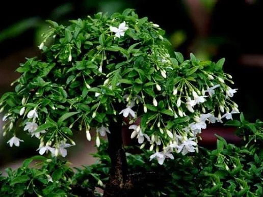 Water Jasmine Live Plant - Mai Chieu Thuy - 3 Gallon Pot, 1-2 Feet Tall - Image 2