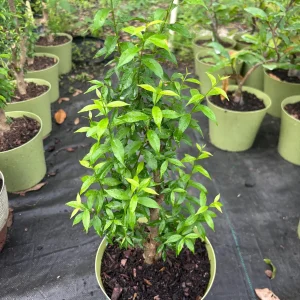 Water Jasmine Live Plant - Mai Chieu Thuy - 3 Gallon Pot, 1-2 Feet Tall - Image 3