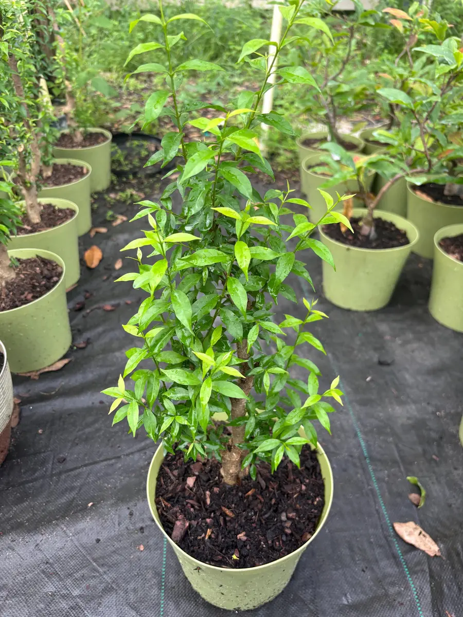 Water Jasmine Live Plant - Mai Chieu Thuy - 3 Gallon Pot, 1-2 Feet Tall - Image 3