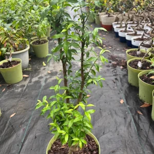 Water Jasmine Live Plant - Mai Chieu Thuy - 3 Gallon Pot, 1-2 Feet Tall - Image 4