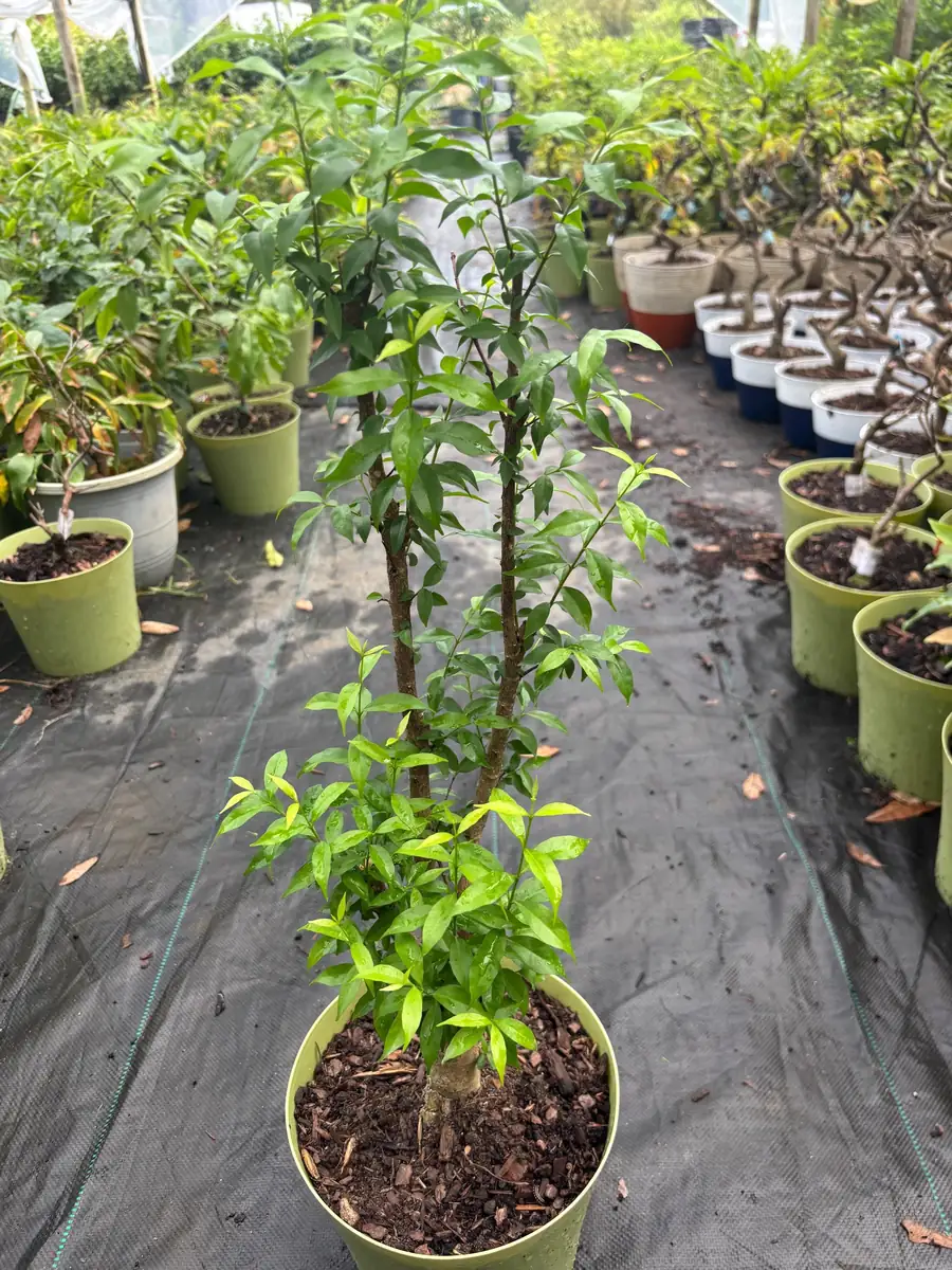 Water Jasmine Live Plant - Mai Chieu Thuy - 3 Gallon Pot, 1-2 Feet Tall - Image 4