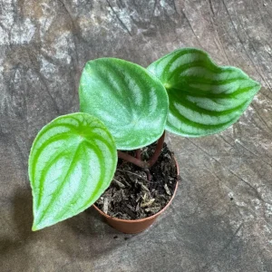 Watermelon Peperomia Live Plant - 2 inch Nursery Pot - Indoor Houseplant - Image 4
