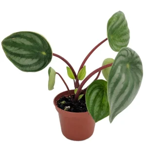 Watermelon Peperomia Live Plant – 2 inch Pot – Potted Houseplant - Image 1