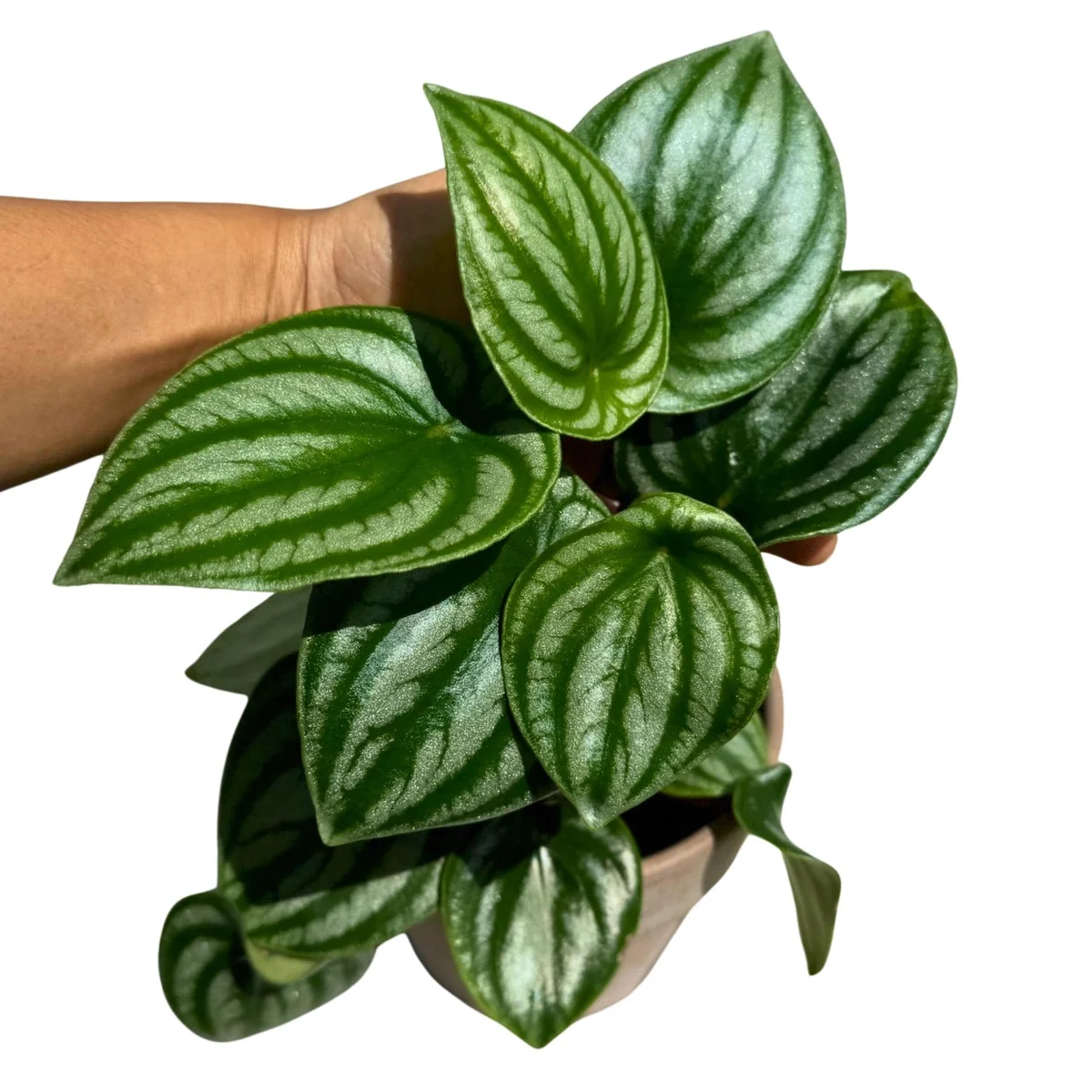 Watermelon Peperomia Live Plant – 4 inch Grow Pot – Indoor Succulent Houseplant - Image 2