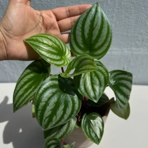 Watermelon Peperomia Live Plant – 4 inch Grow Pot – Indoor Succulent Houseplant - Image 3