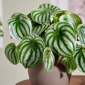 Watermelon Peperomia Live Plant – 4 inch Grow Pot – Indoor Succulent Houseplant - Image 1