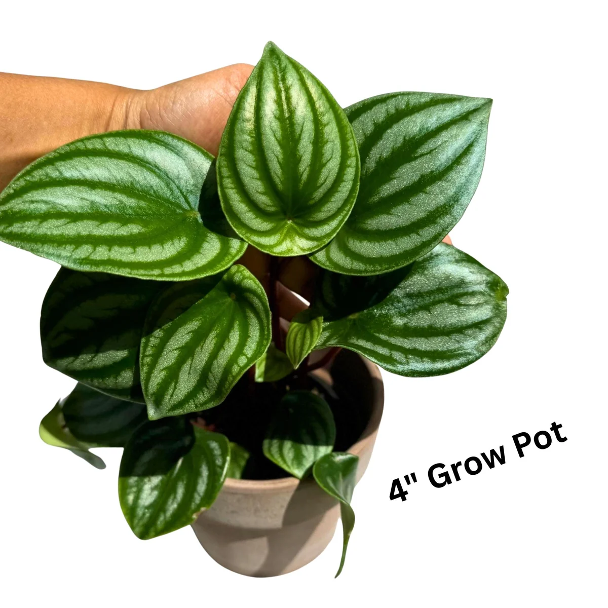 Watermelon Peperomia Live Plant – 4 inch Grow Pot – Indoor Succulent Houseplant - Image 4