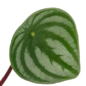 Watermelon Peperomia Live Plant - 4 inch Pot - Indoor Houseplant - Image 4