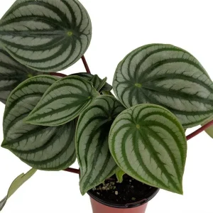 Watermelon Peperomia Live Plant - 6 inch Hanging Basket, Indoor - Image 2