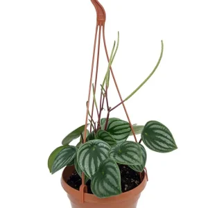Watermelon Peperomia Live Plant - 6 inch Hanging Basket, Indoor - Image 1