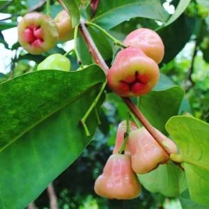 Wax Apple Live Plant - Syzygium javanicum Tree - 1-2 Feet Tall - Ship in 6 inch Pot - Image 1