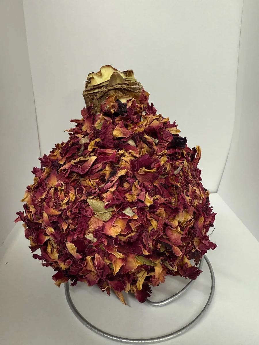 Waxed Amaryllis Bulb 28/32 - Easy Care Indoor Blooming Flower Bulb - Image 3