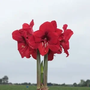 Waxed Amaryllis Bulb 3-Pack - Red Lion Amaryllis, 28/30cm, Red, Indoor Holiday Decor - Image 3