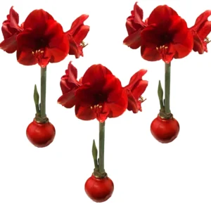Waxed Amaryllis Bulb 3-Pack - Red Lion Amaryllis, 28/30cm, Red, Indoor Holiday Decor - Image 1