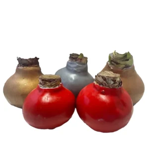 Waxed Amaryllis Bulb 5 Pack - Assorted Colors, 28-30cm, Indoor Holiday Plant - Image 2