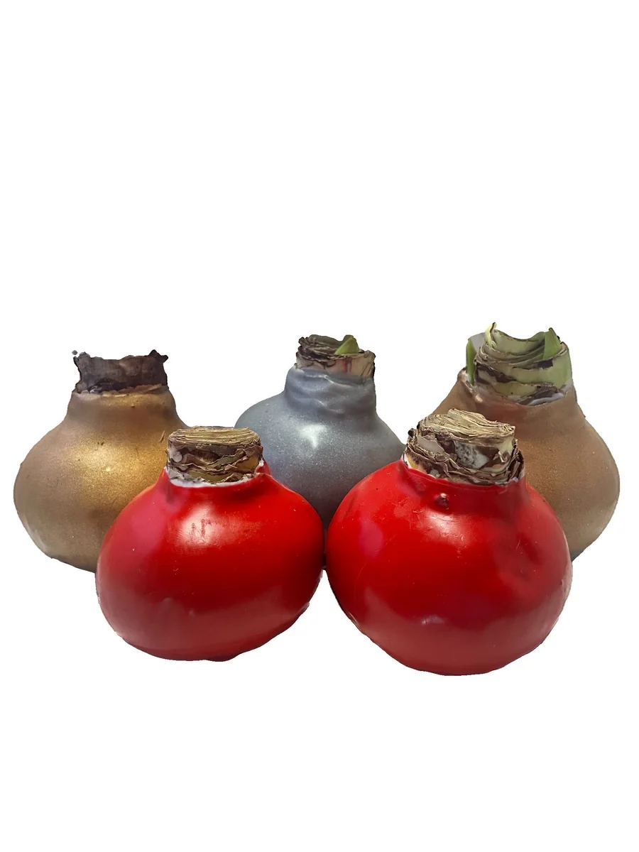 Waxed Amaryllis Bulb 5 Pack - Assorted Colors, 28-30cm, Indoor Holiday Plant - Image 2