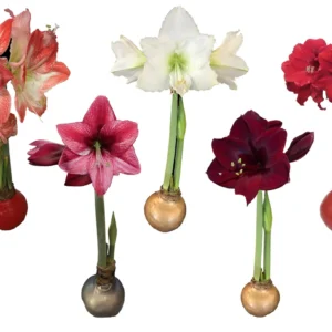Waxed Amaryllis Bulb 5 Pack - Assorted Colors, 28-30cm, Indoor Holiday Plant - Image 1
