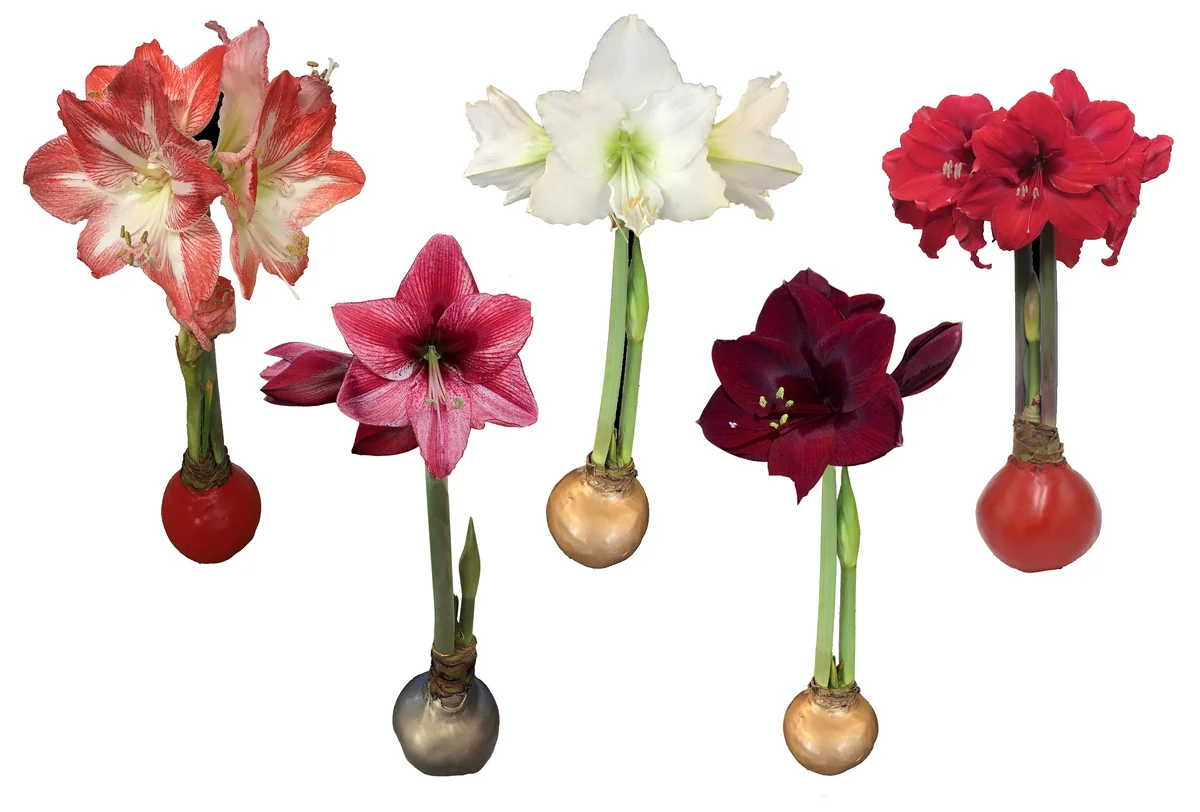 Waxed Amaryllis Bulb 5 Pack - Assorted Colors, 28-30cm, Indoor Holiday Plant - Image 1