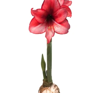 Waxed Amaryllis Bulb 'Charisma' White & Gold Splatter 34/36 cm Indoor Plant - Image 1