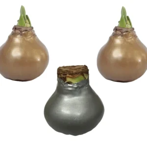 Waxed Amaryllis Bulb Collection 28-30cm - Black Pearl, White Denver, Revelation - Indoor Gift Set - Image 2