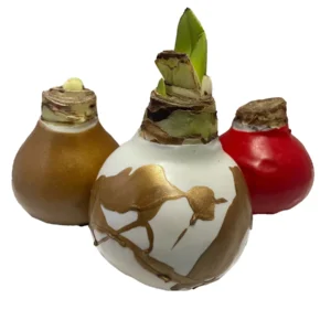 Waxed Amaryllis Bulb Collection, 3 Bulbs, Red Victory, White Denver, Minerva, 28/30cm, Indoor Holiday Decor - Image 2