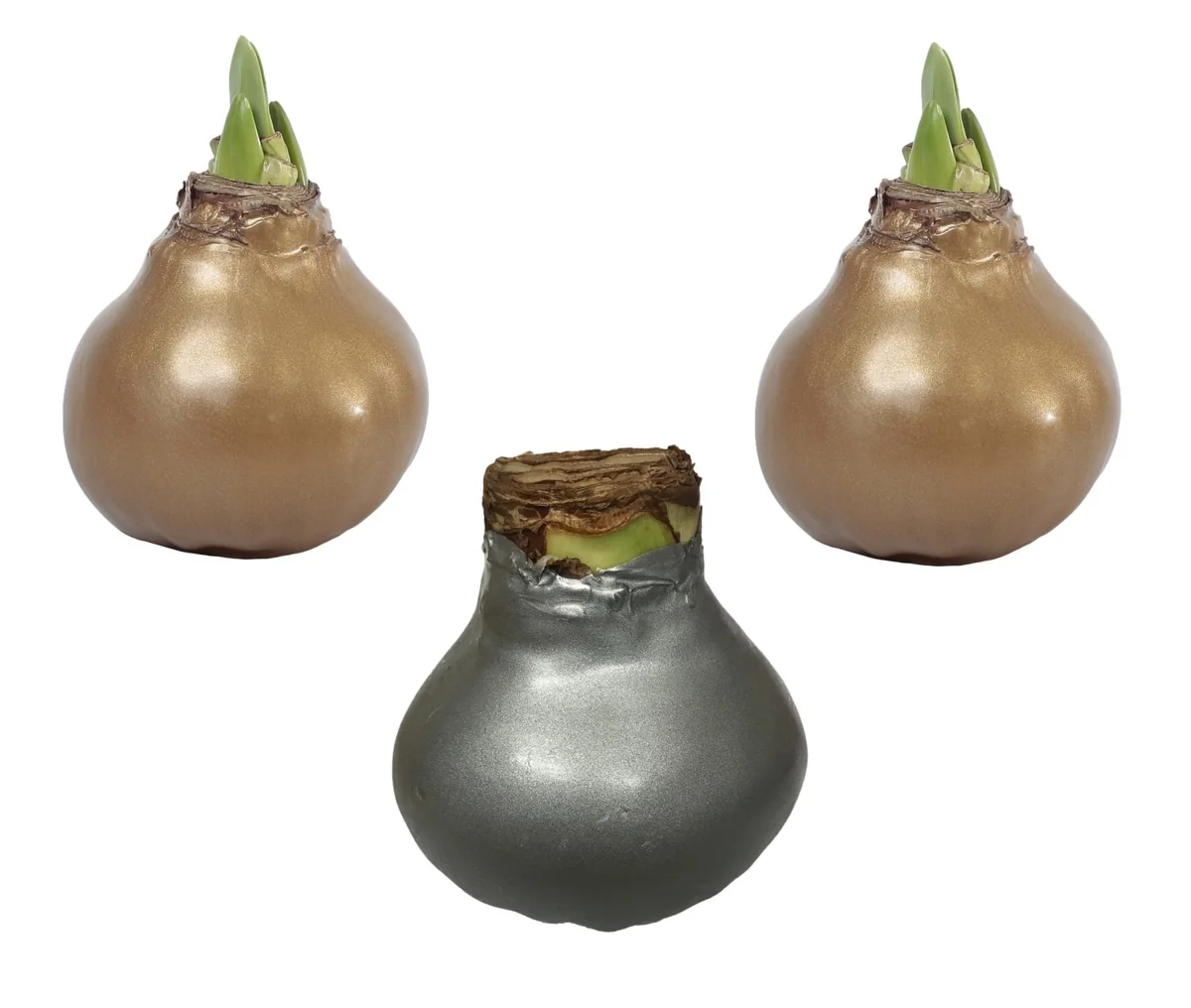 Waxed Amaryllis Bulb Collection - 3 Premium 26/28cm Bulbs - Black Pearl, Denver, Revelation - Image 2