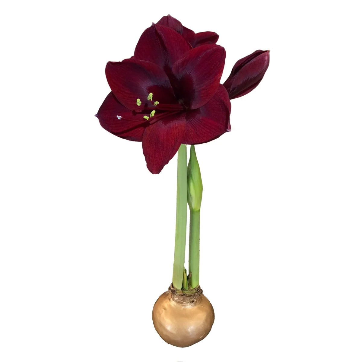 Waxed Amaryllis Bulb Collection - 3 Premium 26/28cm Bulbs - Black Pearl, Denver, Revelation - Image 3