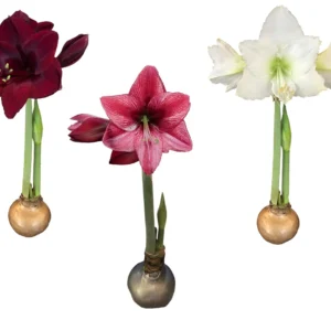 Waxed Amaryllis Bulb Collection - 3 Premium 26/28cm Bulbs - Black Pearl, Denver, Revelation - Image 1
