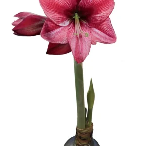 Waxed Amaryllis Bulb Collection - 3 Premium 26/28cm Bulbs - Black Pearl, Denver, Revelation - Image 4