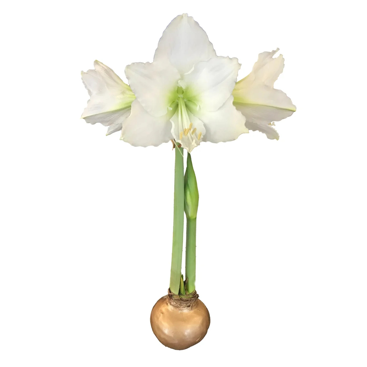 Waxed Amaryllis Bulb Collection - 3 Premium 26/28cm Bulbs - Black Pearl, Denver, Revelation - Image 5