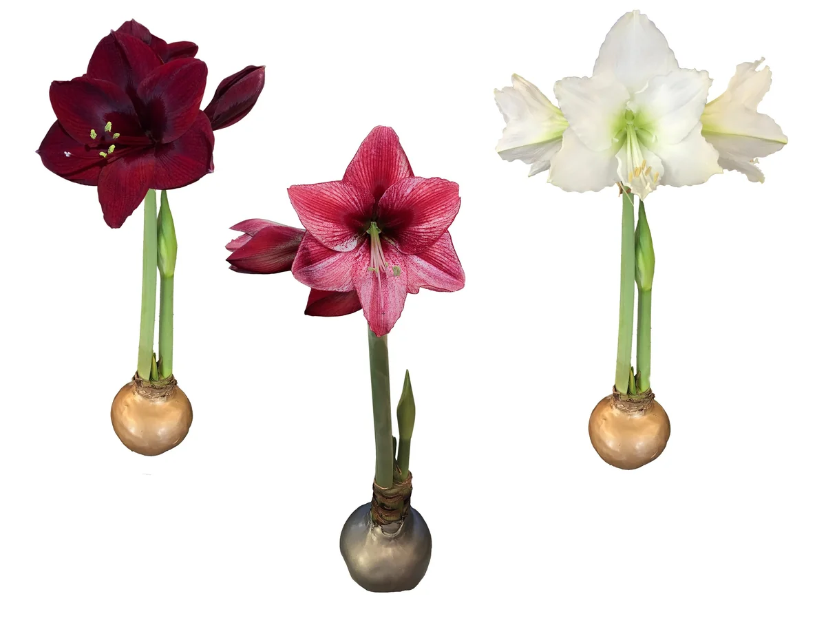 Waxed Amaryllis Bulb Collection - 3 Premium 26/28cm Bulbs - Black Pearl, Denver, Revelation - Image 1