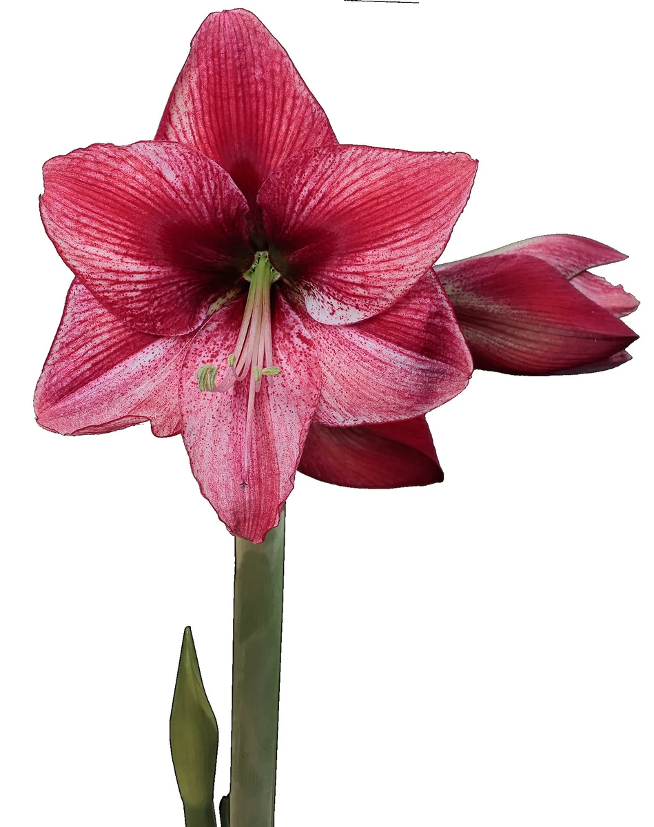 Waxed Amaryllis Bulb with Succulent Accent - Easy Indoor Plant 34/36 - Image 3