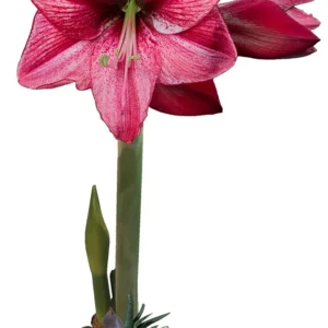 Waxed Amaryllis Bulb with Succulent Accent - Easy Indoor Plant 34/36 - Image 1