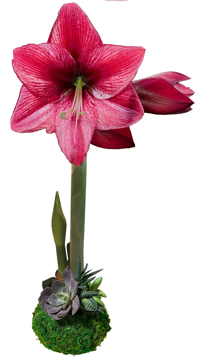 Waxed Amaryllis Bulb with Succulent Accent - Easy Indoor Plant 34/36 - Image 1
