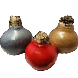 Waxed Amaryllis Bulbs 28/30cm Holiday Collection - Black Pearl, Minerva, Revelation - Indoor Gift Bundle - Image 2