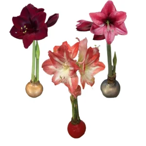 Waxed Amaryllis Bulbs 28/30cm Holiday Collection - Black Pearl, Minerva, Revelation - Indoor Gift Bundle - Image 1