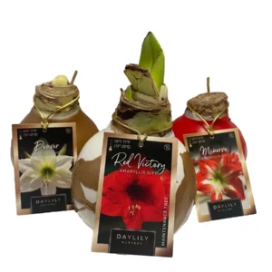 Waxed Amaryllis Bulbs Holiday Collection 28/30cm - Red, White, Minerva - 3 Bulbs - Image 3