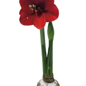 Waxed Victoria Amaryllis Bulb 28/32cm White Gold Splatter Indoor - Image 3